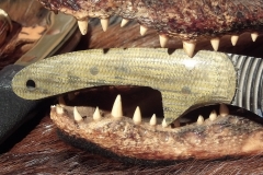 ScaleDetail