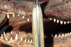 SpineDetail